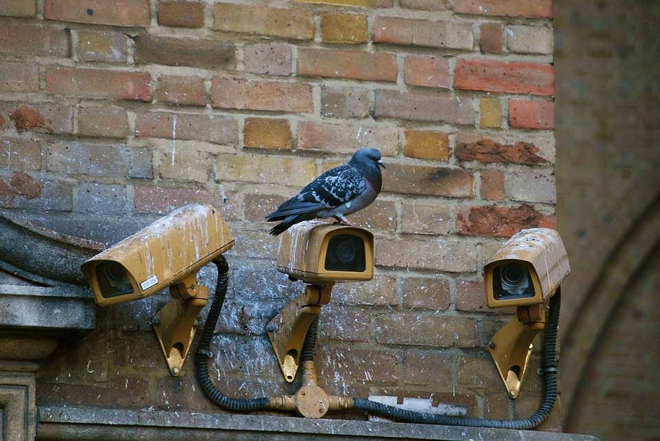 entreprise lutte anti pigeon