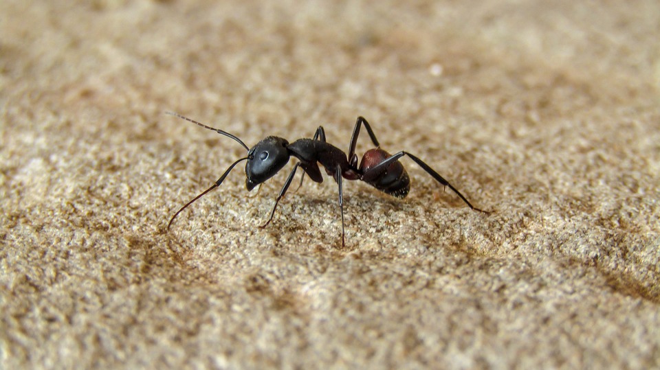 désinsectisation fourmis