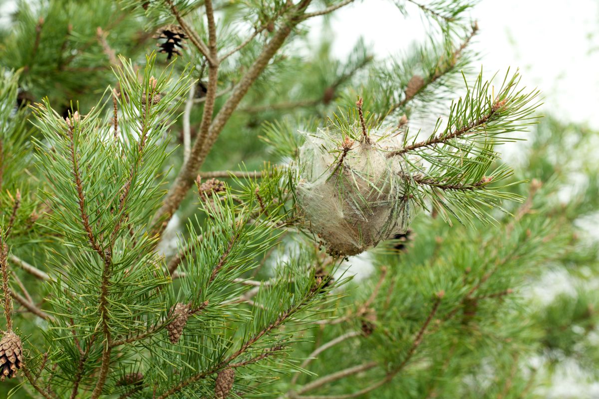 entreprise anti chenille processionnaire